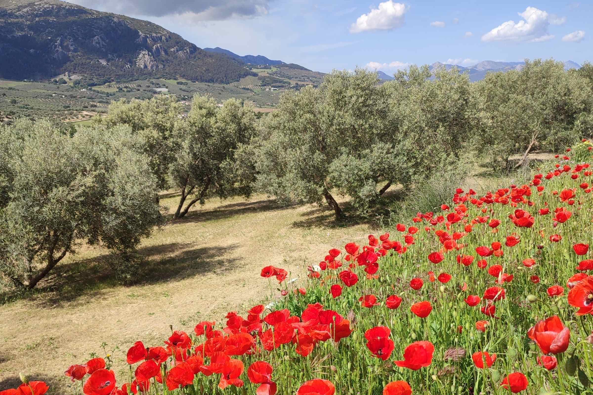 Spring is the time for poppies growing through the olive groves.