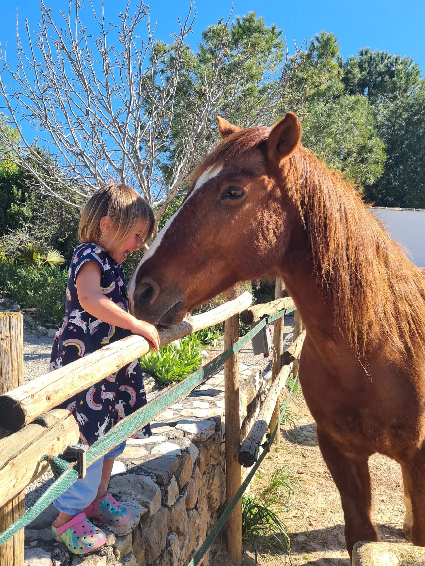 Rescue horses in the paddock at Cortijo Los Lobos