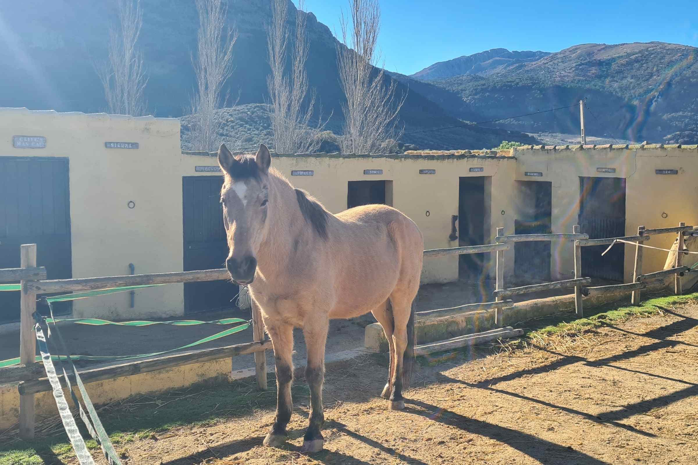 Het dun paard met een ster
