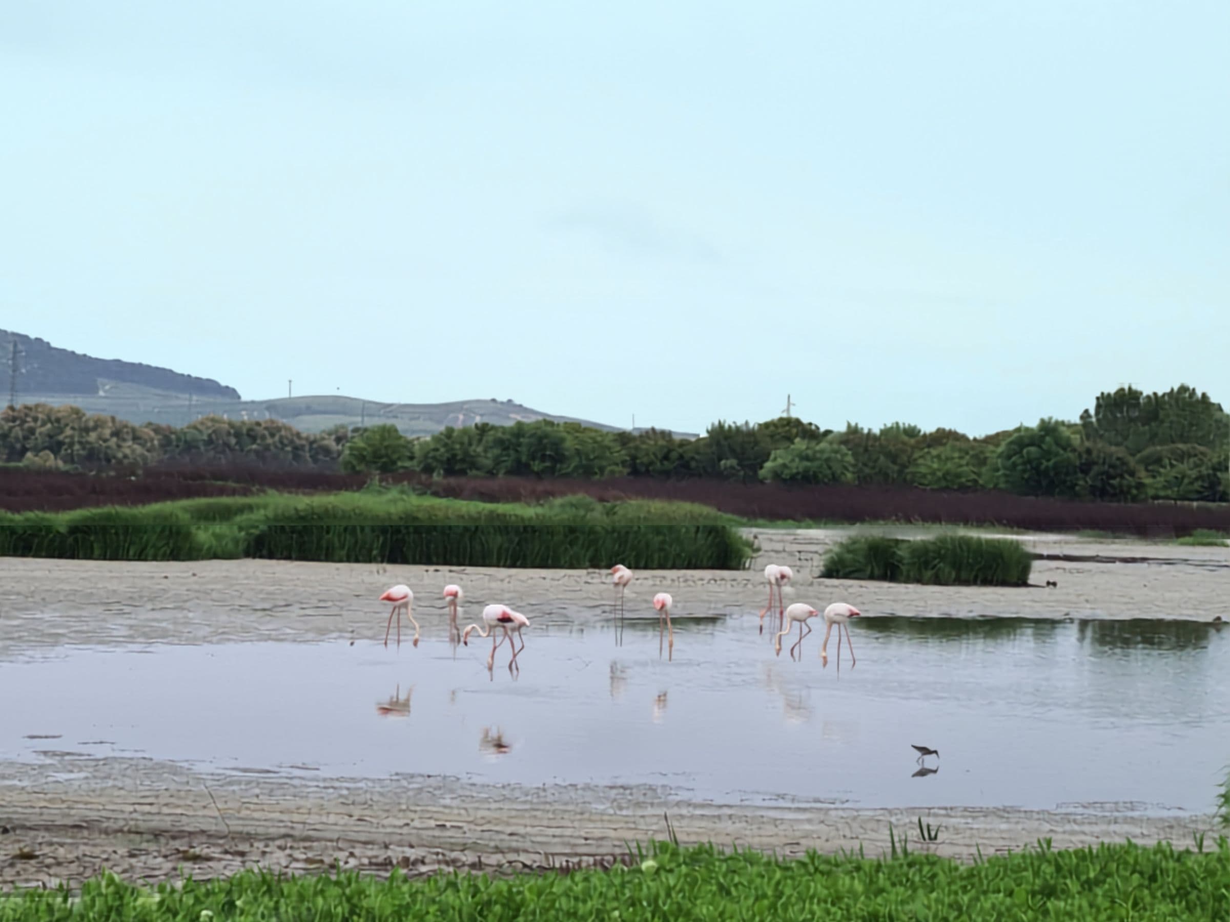 Flamingo agregations at the fuente de piedra flamingo lake