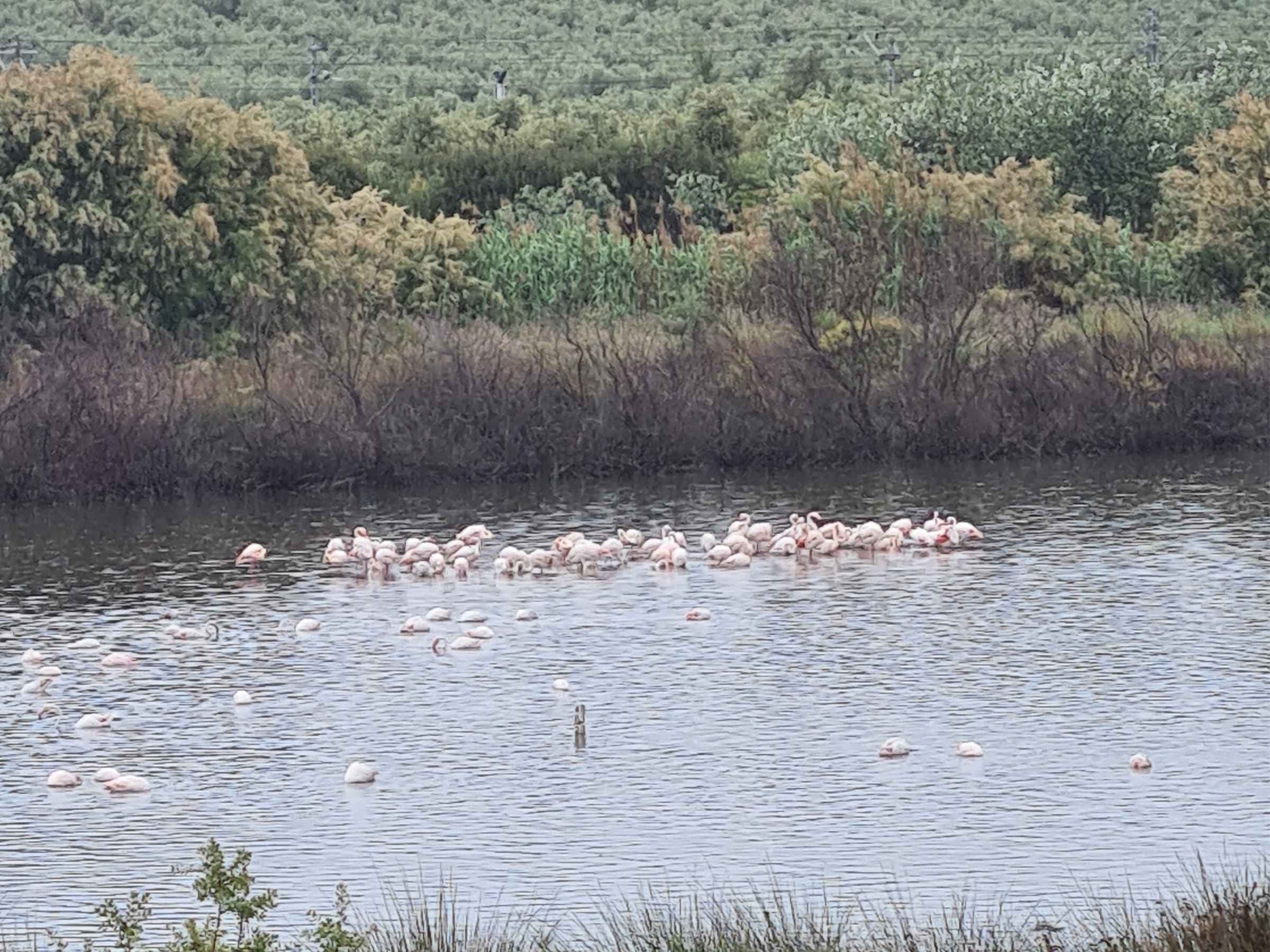 thousands of flamingoes gather during the spring