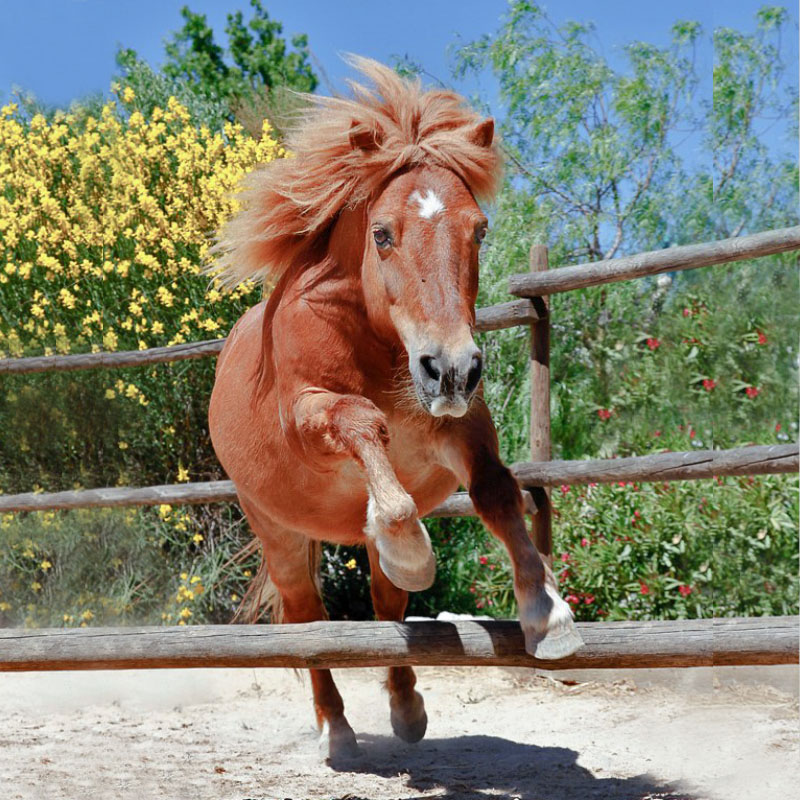 Shetland pony jumping agility course