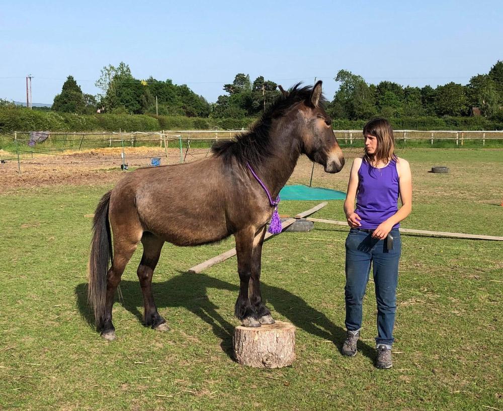Horse Agility Course with Ellen Cochrane of Gaia Horsemanship 20th to